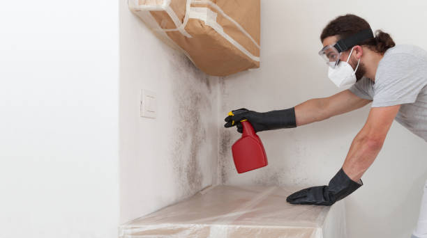 Professional Mold Cleanup technician working in Coram, NY